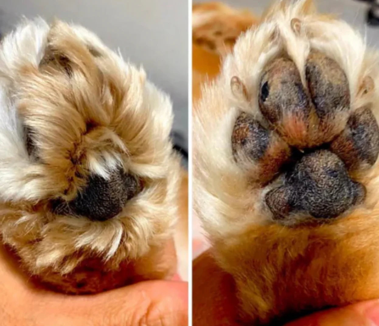 Peluquera para Patas Mascotas Con Aspiradora